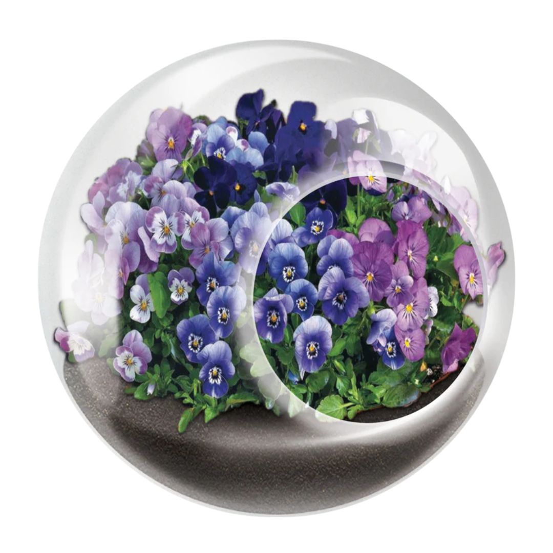 Tiny Terrarium – Vivacious Violet